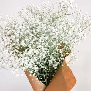 Fresh Baby's Breath Flower