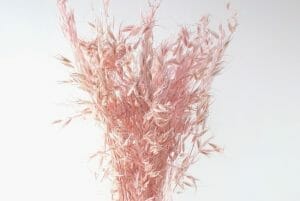 Avena Wild Light Pink