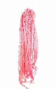 amaranthus pink
