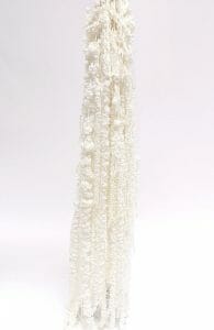 amaranthus
