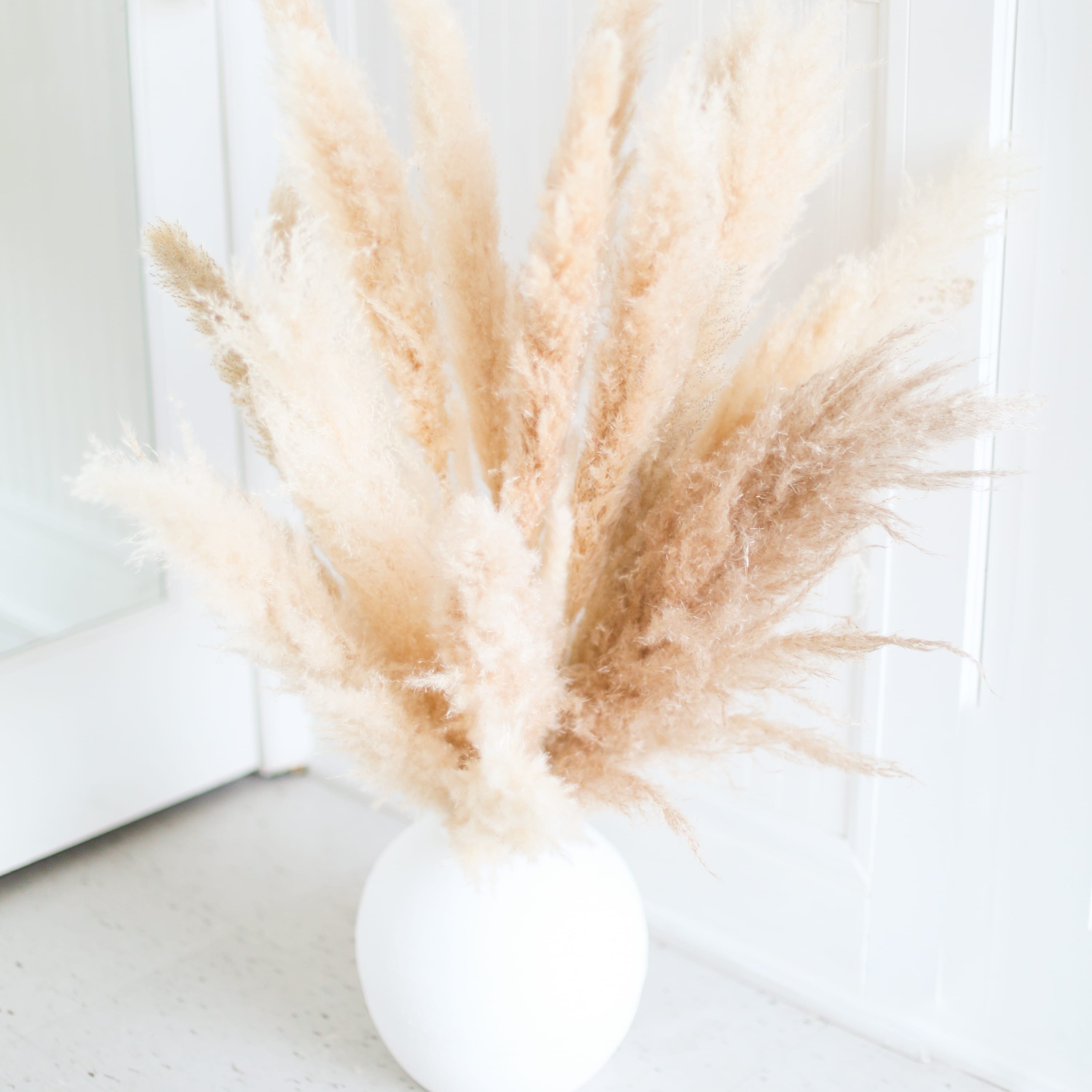 Pampas Grass Toronto