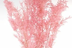 ruscus pink