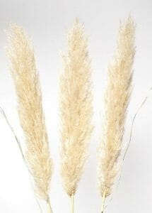 Pampas Grass White