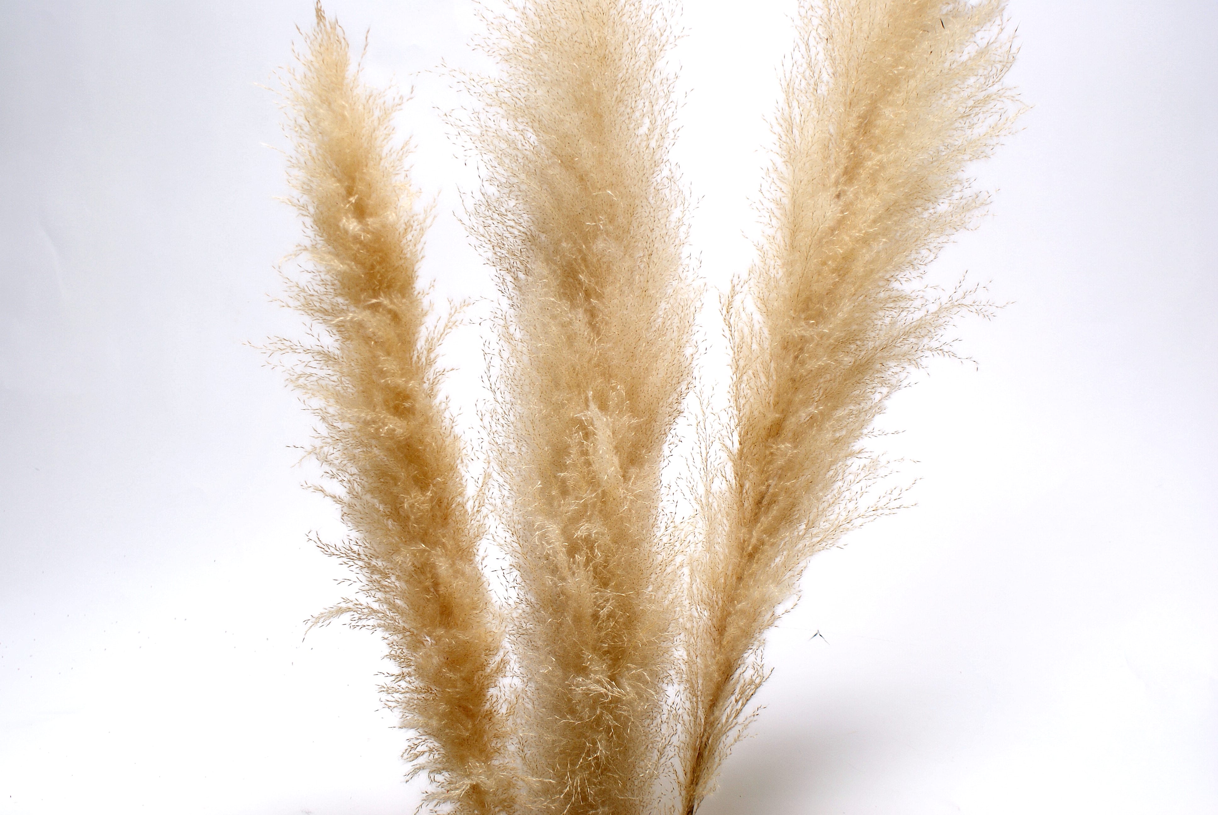 Cream Pampas Grass Toronto